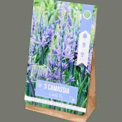 Action Bulbes de Camassia* Semis Et Plantes
