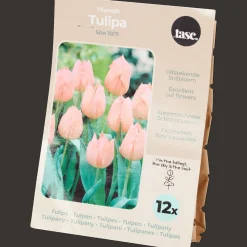 Action Bulbes de tulipe* Semis Et Plantes