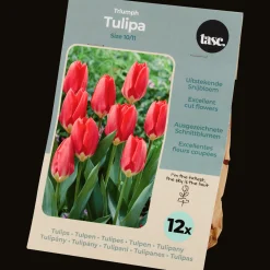 Action Bulbes de tulipe* Semis Et Plantes