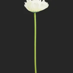 Action Gerbera artificiel* Plantes Et Fleurs Artificielles
