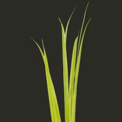 Action Panache artificiel* Plantes Et Fleurs Artificielles