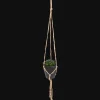 Action Plante grasse artificielle dans un pot suspendu* Plantes Et Fleurs Artificielles